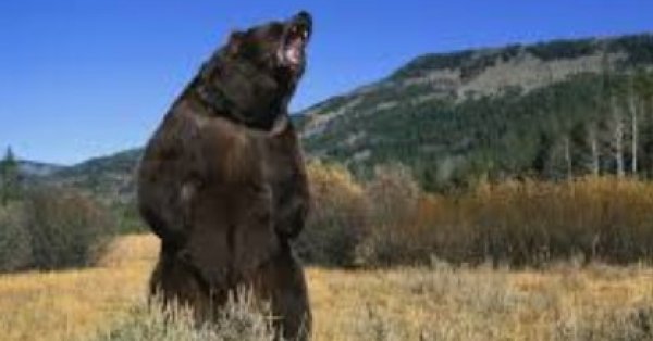 Жена спасла мужа от медведя в лесу