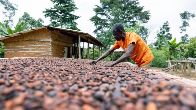 Бум и спад какао переписывают давние рыночные правила