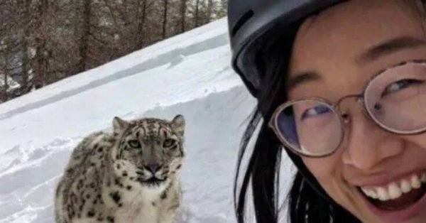 Лыжница сделала селфи со снежным барсом, он жестоко напал на нее ВИДЕО