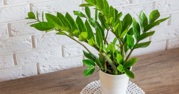 5 цветов, которые можно вырастить дома