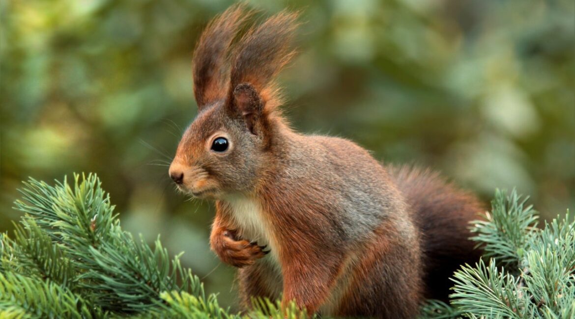 Из-за фруктовых ароматов: Белки «курят» вейп, принимая его за еду ВИДЕО