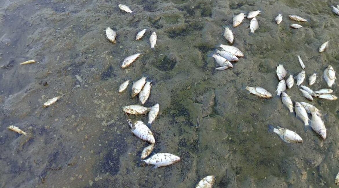 Мужчина поймал 1,5 тонны радужной форели стоимостью 582 тысячи евро