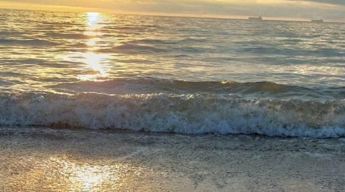 У побережья Шаблы найдены мертвыми водоплавающие птицы