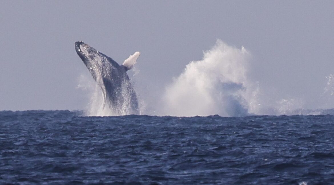 Обнаружены самые старые известные записи песен китов