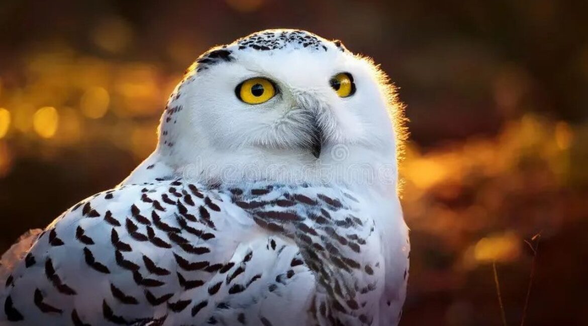 Сова, акула, гиена – они защитили еще 40 видов животных