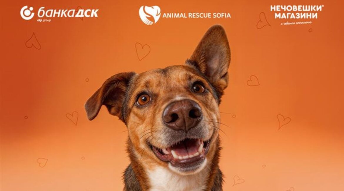 ДСК Банк и Animal Rescue Sofia запускают кампанию «Только для тебя» в поддержку усыновления домашних животных