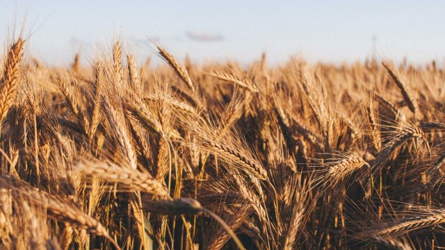 Конфликт на Ближнем Востоке поднимает цены на крупы на мировых биржах