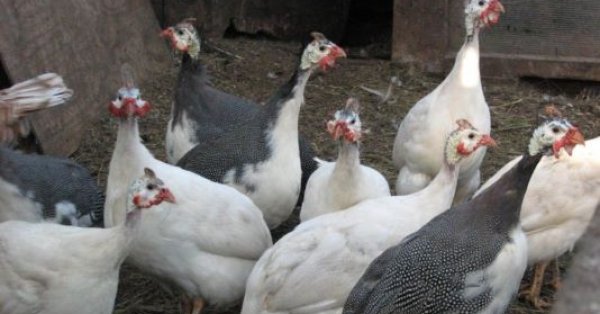 Вспышка птичьего гриппа выявлена ​​на ферме, где содержится около 100 тысяч уток
