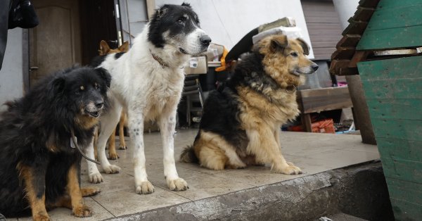 Грека, бросившего собак в Аспровальте, оштрафовали на 65 300 евро