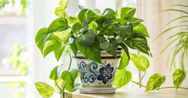 Какие растения улучшают воздух в помещении?