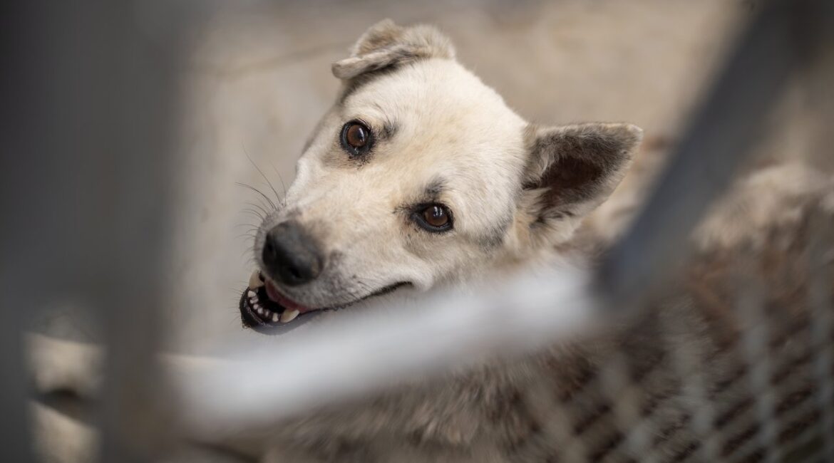 Стамбул решает проблему бездомных собак и собирает их всех