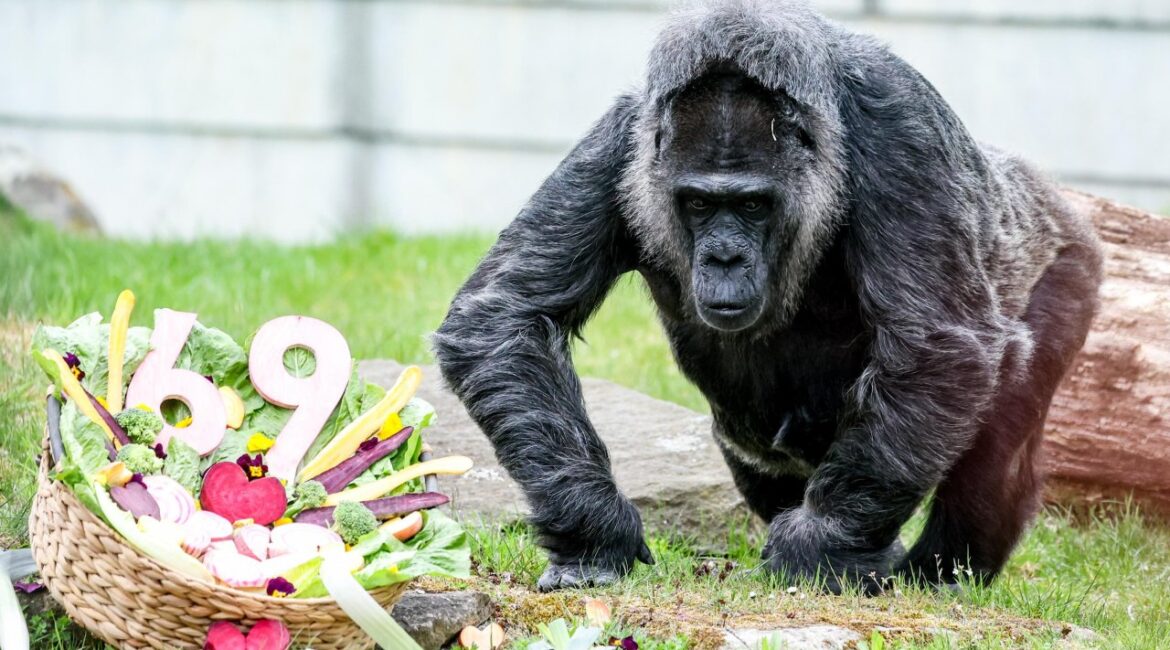 Фату — самой старой в мире горилле, живущей в зоопарке, исполнилось 69 лет