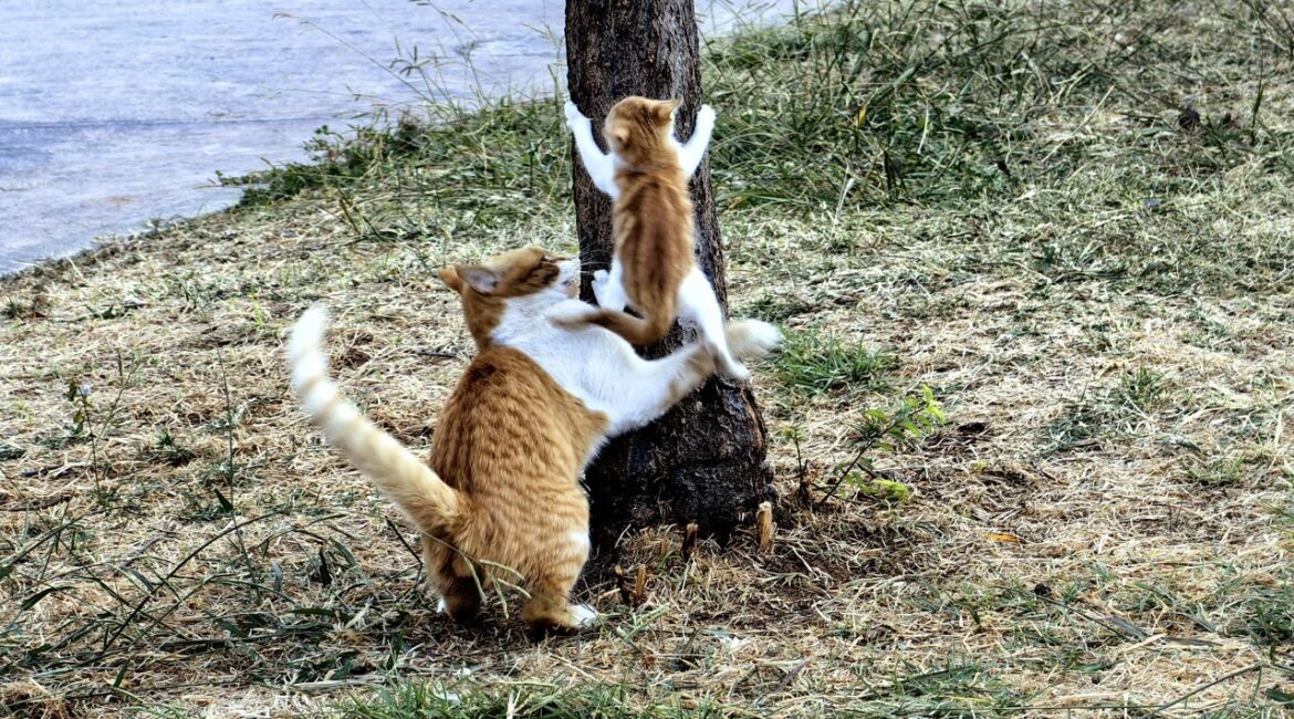 В Греции 3 миллиона бездомных кошек — одна из крупнейших популяций в мире.