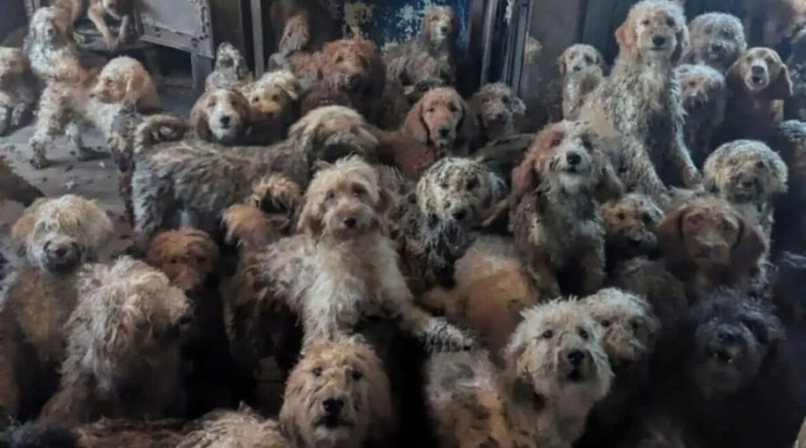 В квартире нашли 250 собак
