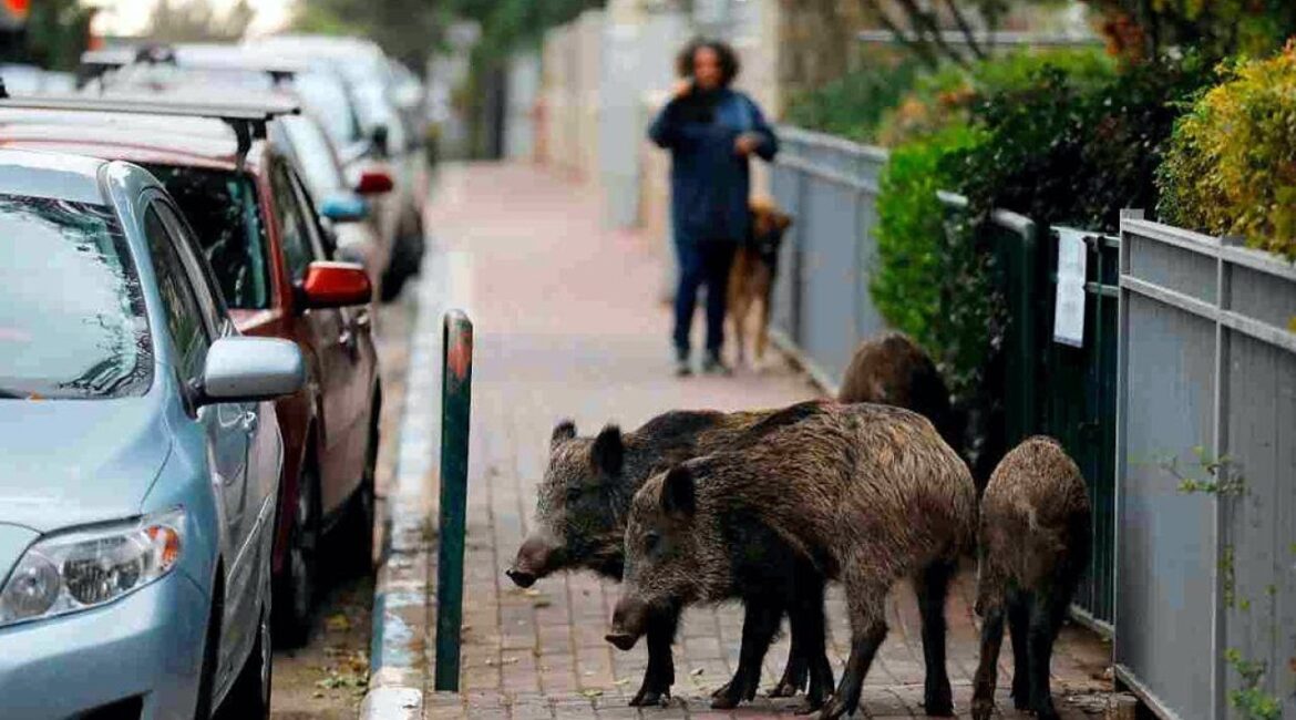 Стадо диких свиней бродило по центру Салоник.