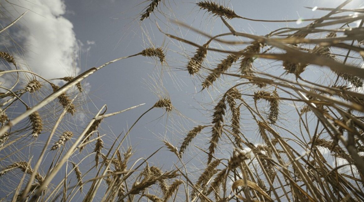 Российские производители зерна сообщают о крупнейшем падении прибыли с 2017 года.