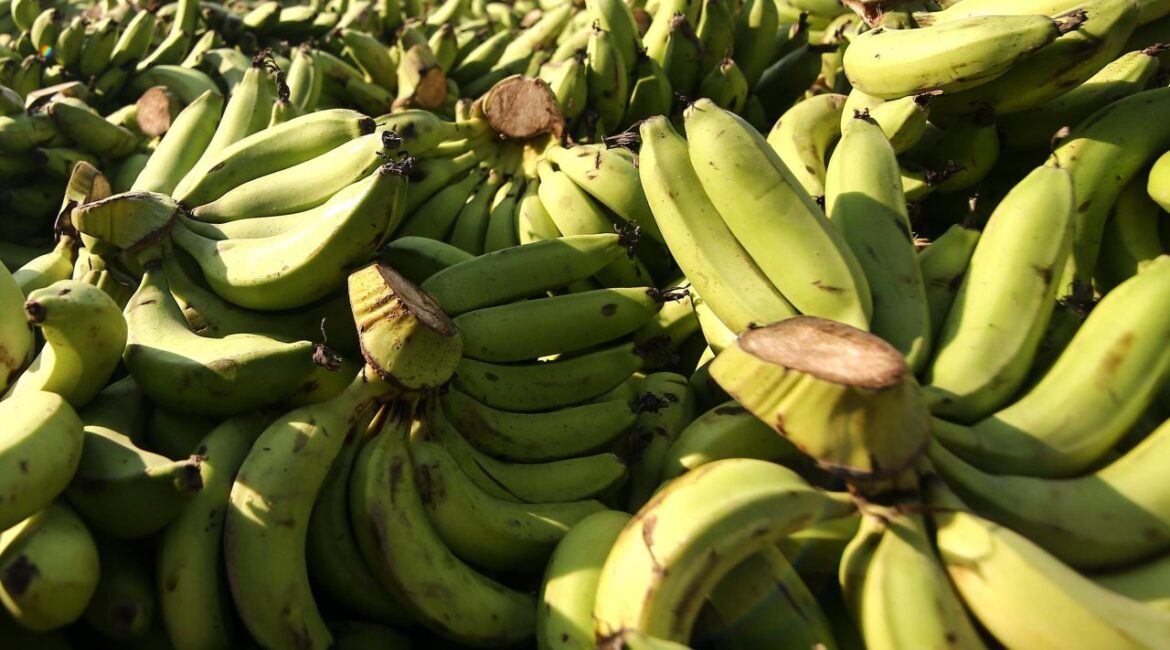 Необычный кризис: почему на Британских Оркнейских островах раздают бесплатные бананы?