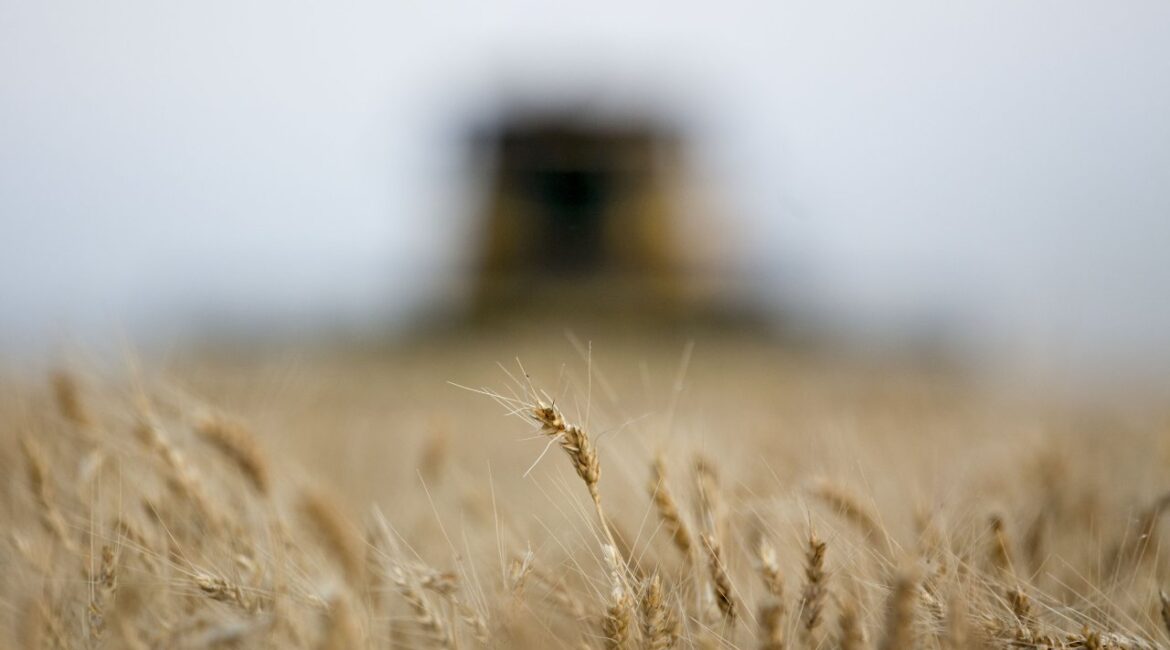 SSB: Цена на пшеницу на прошлой неделе была более устойчивой, чем на кукурузу