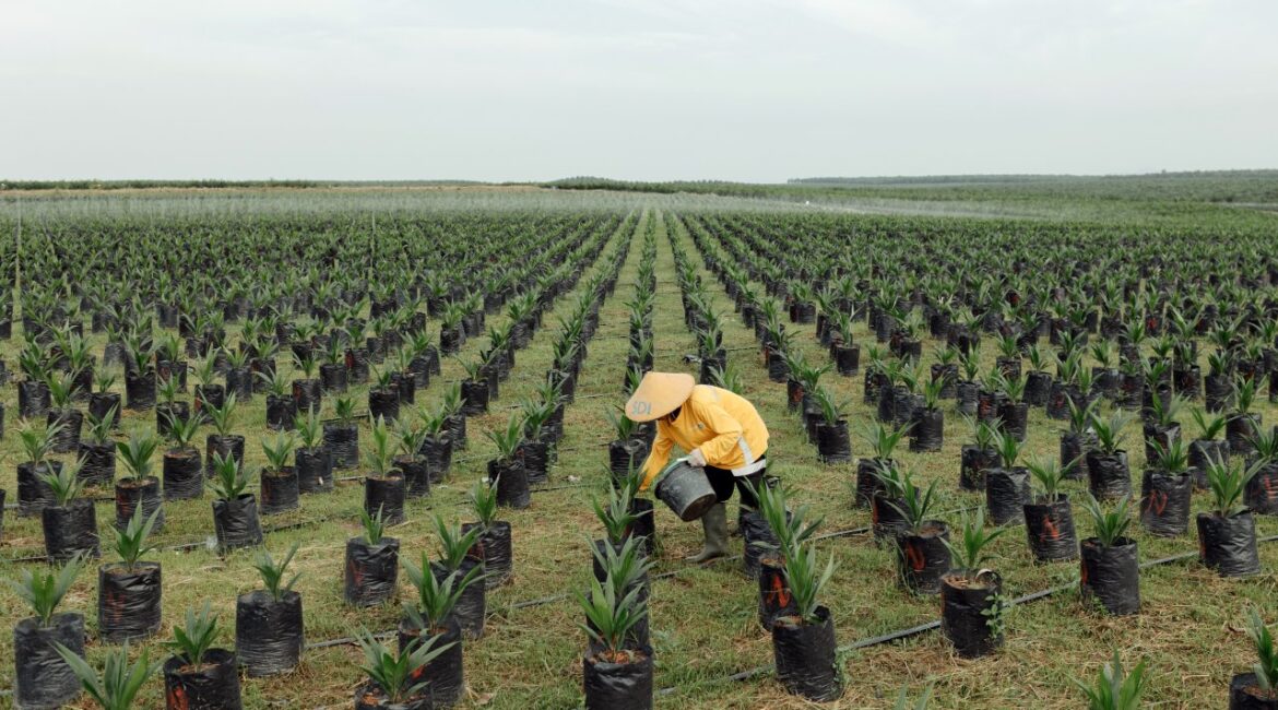 От войн к климату: «Супер Эль-Ниньо» создает новые риски для мировых цен на продовольствие