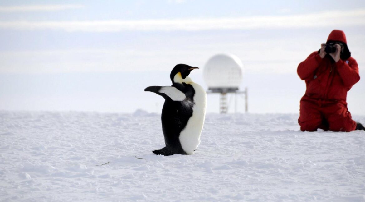 Императорские пингвины теперь находятся под угрозой исчезновения