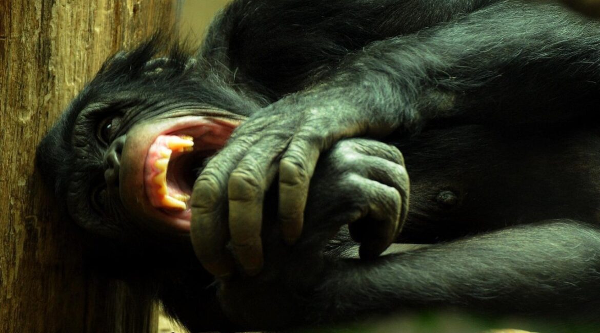 От сообщества к войне: как шимпанзе показали темную сторону общества