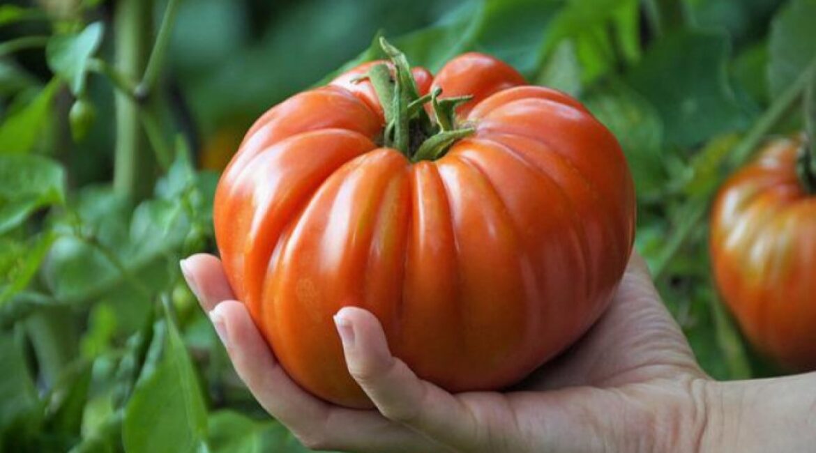 Первые румынские помидоры появились по цене близкой к 20 евро.