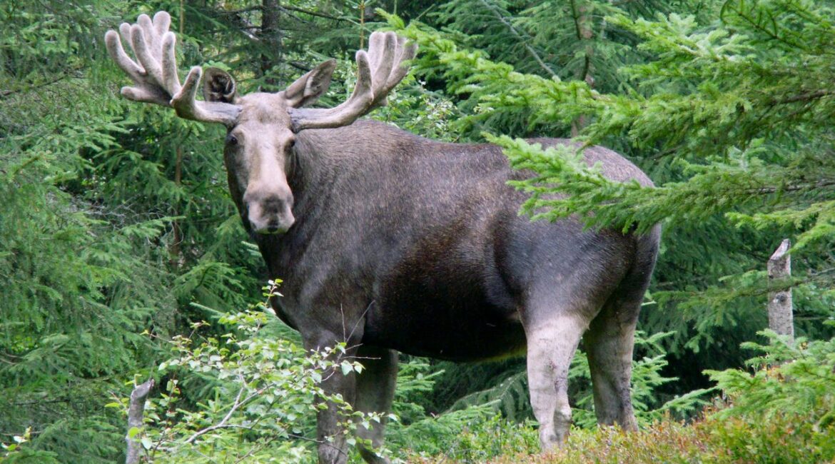 Впервые за 200 лет в Румынии появился лось