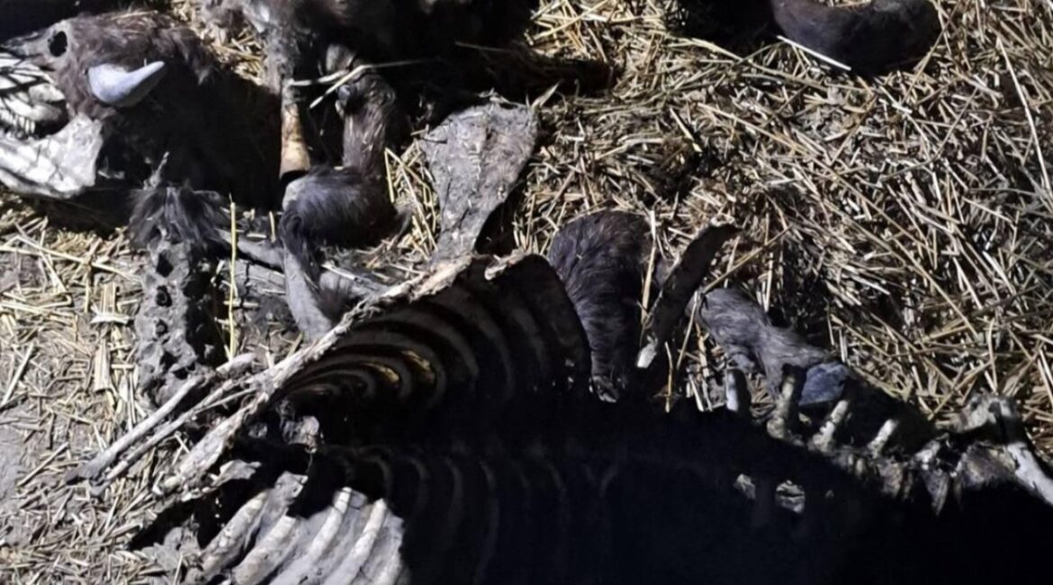 BABH подтвердил случай сибирской язвы в деревне недалеко от Силистры