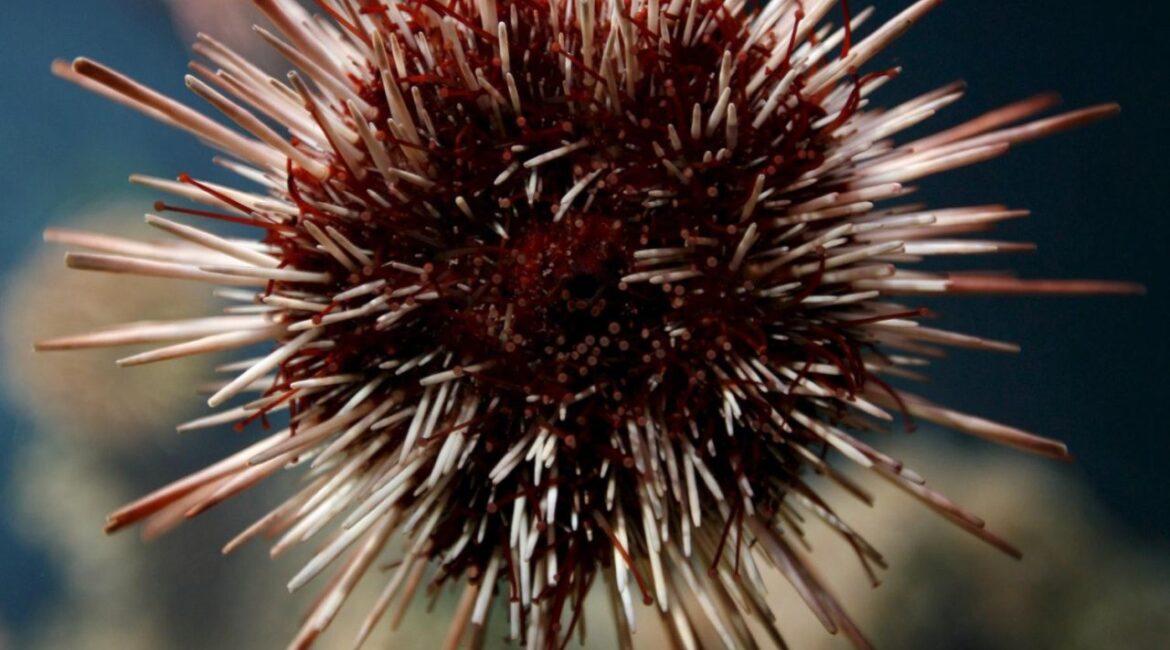 В Греции арестовали пять человек за незаконный вылов более 16 тысяч морских ежей