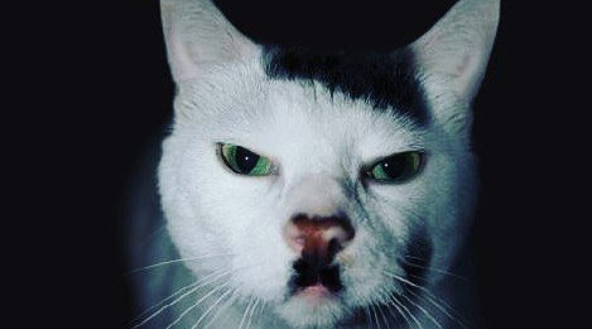 Россиянина оштрафовали за публикацию фотографии кота, похожего на... Гитлера